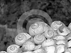 Snail shell art - snail`s art the arrangement