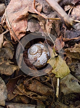 snail shell among autumn leaves