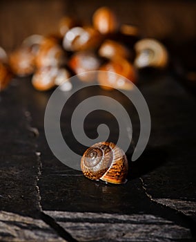 Snail shell on black stone next to others