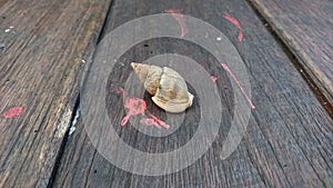A snail shell on a blurred background photo