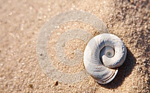 Snail shell on a bright sand