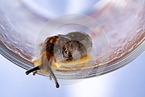 Snail without shell. A brown spotted slug with upper optical and lower sensory tentacles crawling on a clear glass