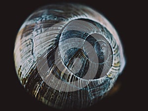 Snail shell in close up. Still life photography