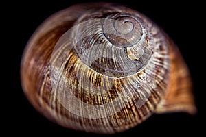 Snail shell in close up. Still life photography