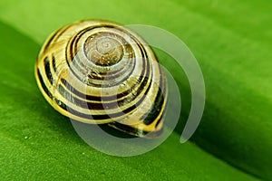 Snail with shell with colors and circles