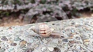 Snail with shell on concrete wall