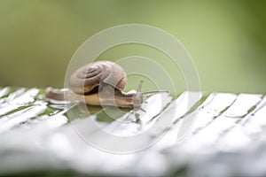 Snail in shell crawling on the green palm leaf, summer day in garden, close up, Thailand