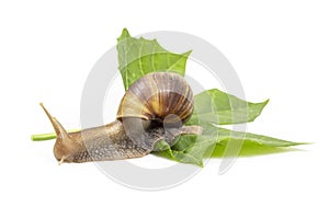 Snail in shell crawling on the  leaf