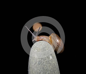 A snail in shell crawling on leaf