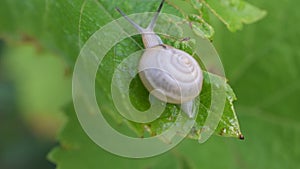 Snail in shell crawls out of frame. Macro shot.