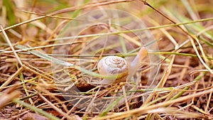 Snail with shell crawls slowly on dry grass or straw