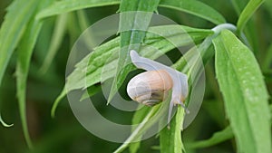 Snail in shell creeps on the green lush green leaves