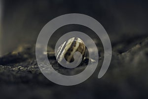 Snail shell detail attached to a tree trunk ,macro detail