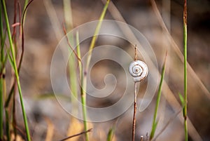 A snail shell on dry grass with a blurred background with randomly placed grasses.