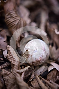 Snail shell in the dry leaves