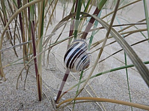 Snail Shell on Dune Grass 2