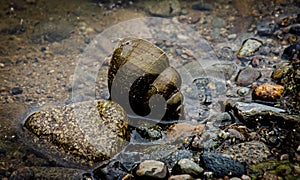 Snail shell at the edge of the water of a lake