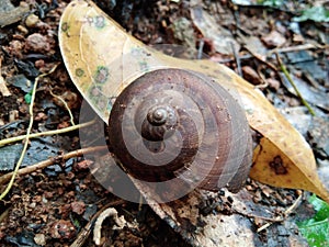 Snail shell