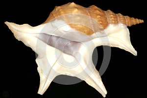 Snail shell with five fingers