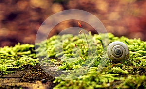 Snail shell in forest