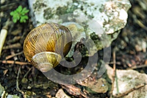 Snail Shell Forest Floor Nature Creature Animal Small Rock Resting Still Spiral Pattern