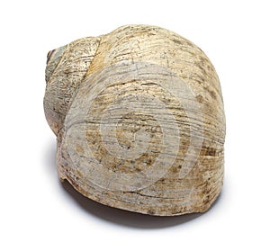 Snail Shell Front