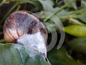 A snail shell glued to the leaf of a plant