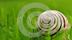 A snail shell on the grass