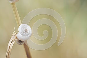 Snail shell on grass leaf. Beautiful nature macro
