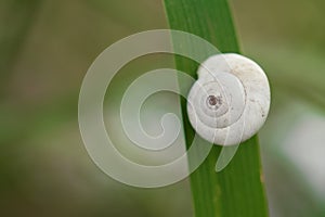 Snail shell on grass leaf. Beautiful nature macro