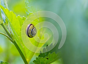Snail shell on grass leaf. Macro.