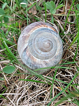 Snail Shell in a green field