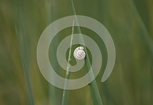 Snail shell on green grass as background