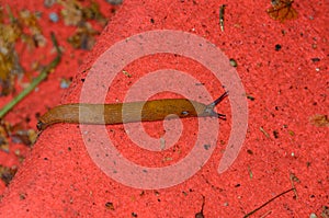 Snail without shell on the ground, open antenas, red background close up photo
