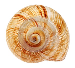 Snail shell photo