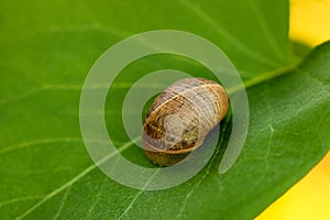 Snail Shell on a Leaf 02