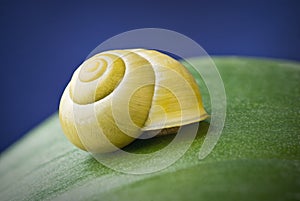 Snail with shell on leaf