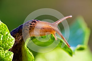 Snail without shell. Leopard slug Limax maximus, family Limacidae, crawls on green leaves. Spring, Ukraine, May