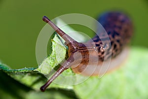 Snail without shell. Leopard slug Limax maximus, family Limacidae, crawls on green leaves. Spring, Ukraine, May