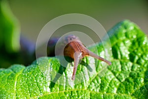 Snail without shell. Leopard slug Limax maximus, family Limacidae, crawls on green leaves. Spring, Ukraine, May