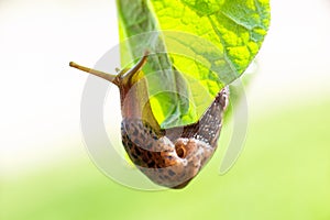 Snail without shell. Leopard slug Limax maximus, family Limacidae, crawls on green leaves. Spring, Ukraine, May