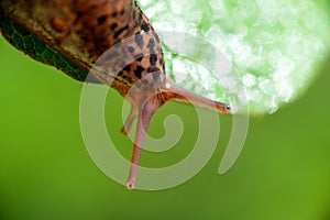 Snail without shell. Leopard slug Limax maximus, family Limacidae, crawls on green leaves. Spring, Ukraine, May