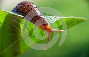 Snail without shell. Leopard slug Limax maximus, family Limacidae, crawls on green leaves. Spring, Ukraine, May