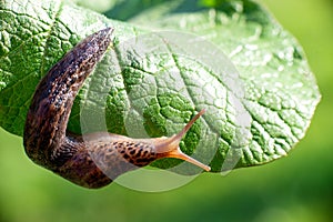 Snail without shell. Leopard slug Limax maximus, family Limacidae, crawls on green leaves. Spring, Ukraine, May