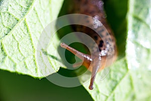 Snail without shell. Leopard slug Limax maximus, family Limacidae, crawls on green leaves. Spring, Ukraine, May