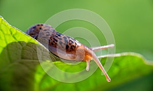 Snail without shell. Leopard slug Limax maximus, family Limacidae, crawls on green leaves. Spring, Ukraine, May