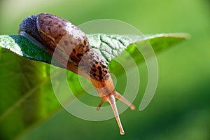 Snail without shell. Leopard slug Limax maximus, family Limacidae, crawls on green leaves. Spring, Ukraine, May