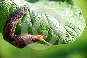 Snail without shell. Leopard slug Limax maximus, family Limacidae, crawls on green leaves. Spring, Ukraine, May