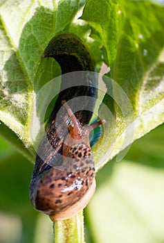 Snail without shell. Leopard slug Limax maximus, family Limacidae, crawls on green leaves. Spring, Ukraine, May