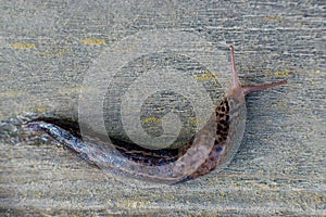 Snail without shell. Leopard slug Limax maximus, family Limacidae, crawls on a wooden surface.